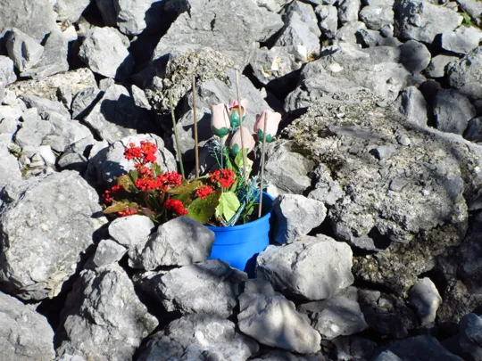 Fiori nella zona dello scoppio