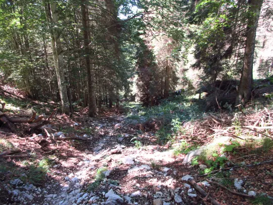 Dettaglio della discesa