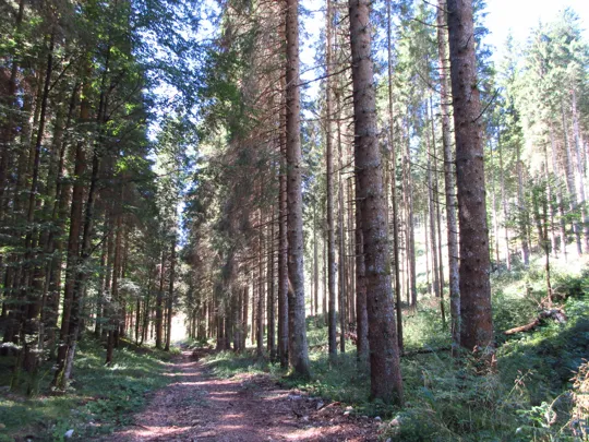 Verso la fine del bosco