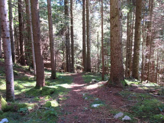 Dettaglio del sentiero