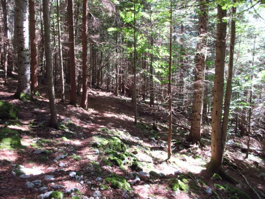 Dettaglio del sentiero nel bosco