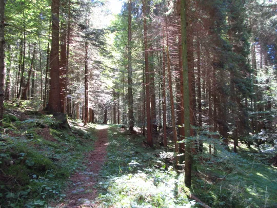 Dettaglio del sentiero nel bosco