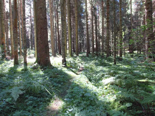 Dettaglio del sentiero nel bosco