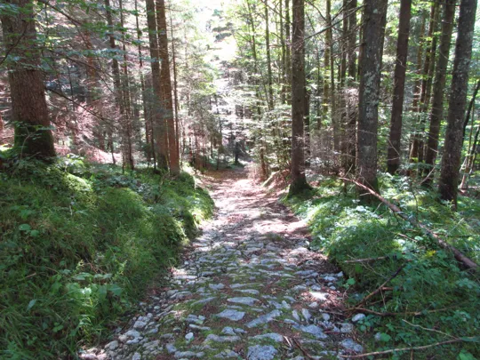 Dettaglio del sentiero nel bosco