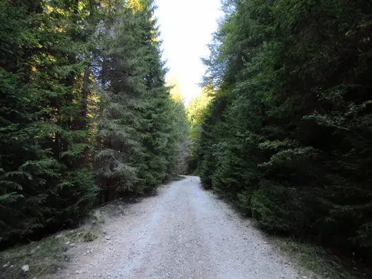 Strada forestale nella parte alta della Val di Nos
