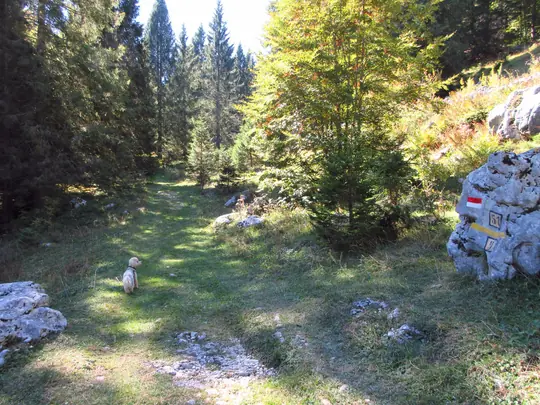Sentiero erboso nel bosco verso Monte Cimon