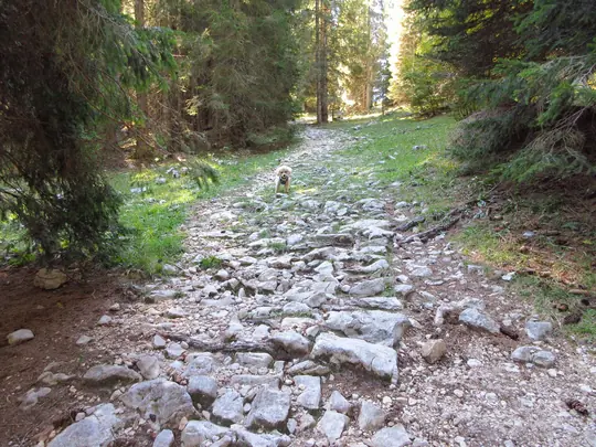 Vecchia strada militare nel bosco