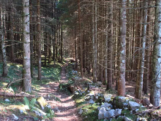 Tratto sconnesso del sentiero 850B nel bosco
