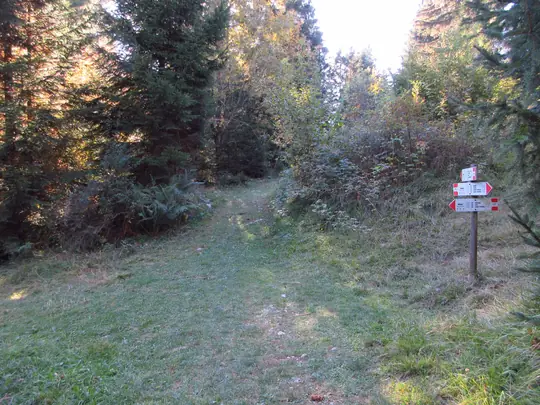 Bivio nel bosco con indicazioni verso la Val di Nos