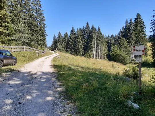 Tra malga Palù e la strada principale