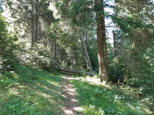 Dettaglio del sentiero