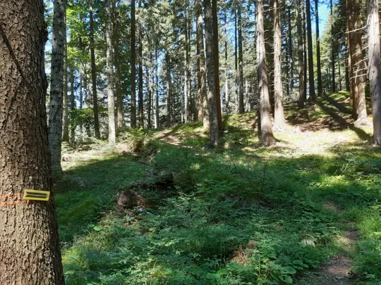 Dettaglio del sentiero