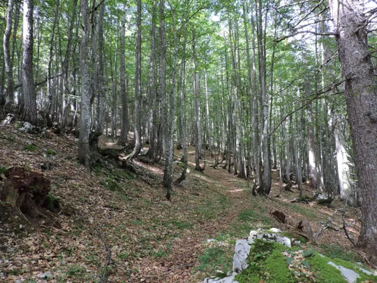 Dettaglio del sentiero nel bosco