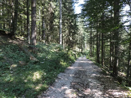 Dettaglio del percorso nel bosco