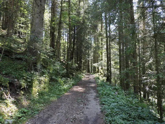 Dettaglio del percorso nel bosco