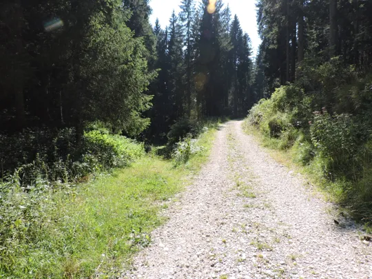 La strada verso malga Campo Posellaro