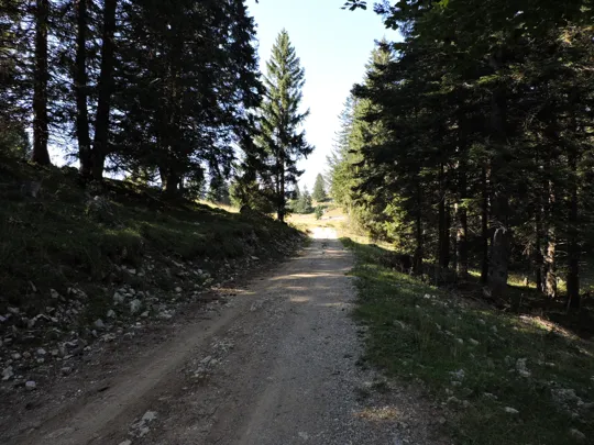 La strada verso malga Campo Posellaro