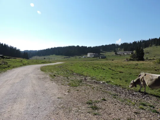 Verso malga Camporosà