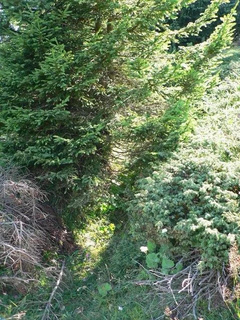 Bocca di Forno - Trincee