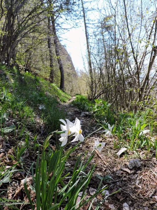 Sentiero dei forestali