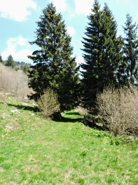 Sentiero da malga Sunio verso malga Foraoro