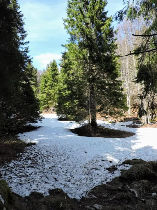 Monte Foraoro - tenere a destra del pino