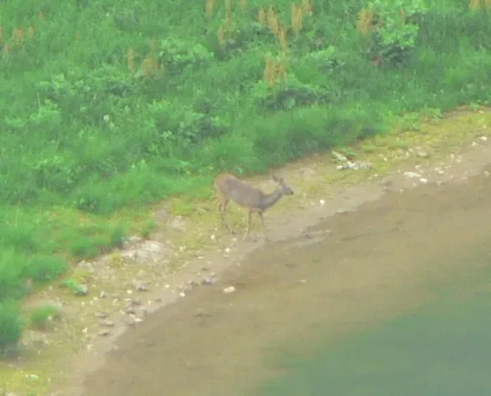 Capriolo vicino ad una pozza d'alpeggio