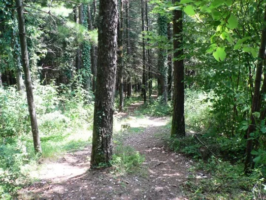 Cascate di Rotzo - nel bosco