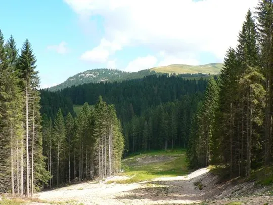 Monte Castelgomberto - avvicinamento alla Malga Slapeur