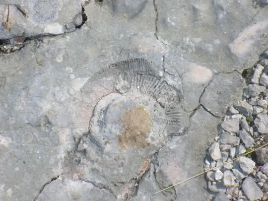 Monte Castelgomberto - Trincee