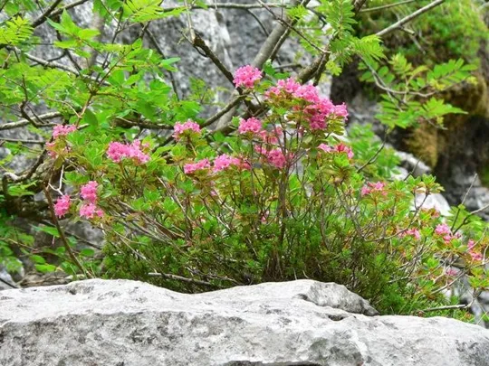 Castelloni di S.Marco - Flora