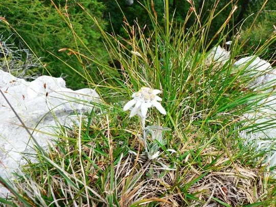 Castelloni di S.Marco - Flora