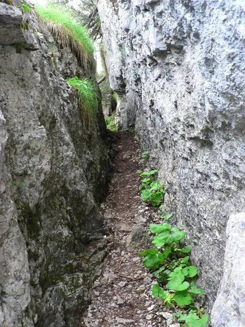 Castelloni San Marco - Labirinto