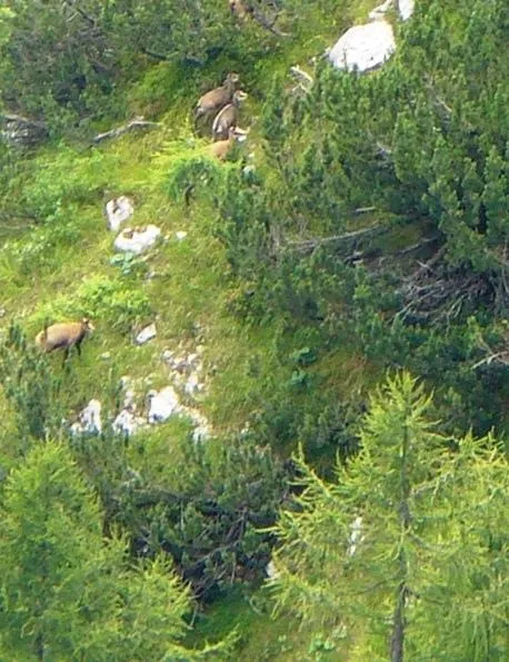 Castelloni di S.Marco - Animali al pascolo