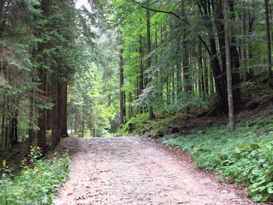 Dettaglio della strada