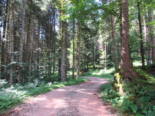 Dettaglio della strada