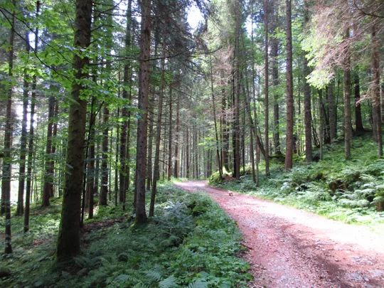 Dettaglio della strada