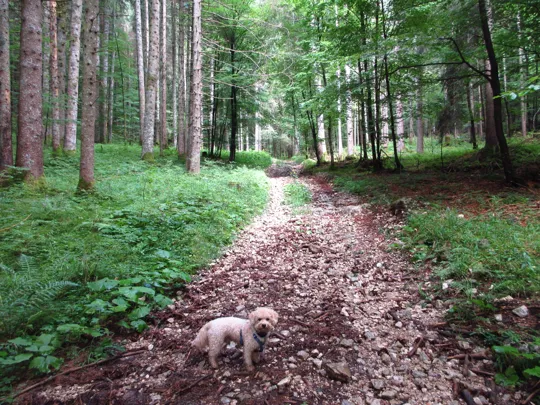 Dettaglio del percorso