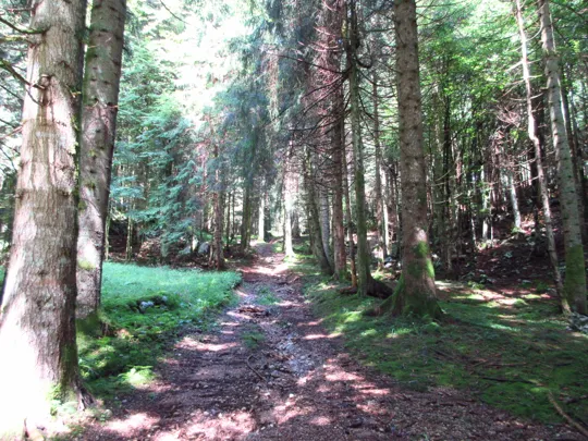 Dettaglio del sentiero