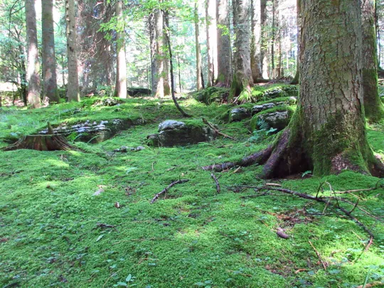 Tappeto di muschi e licheni