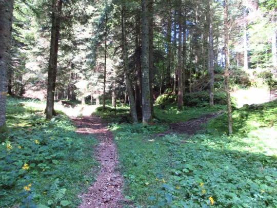 Dettaglio del sentiero