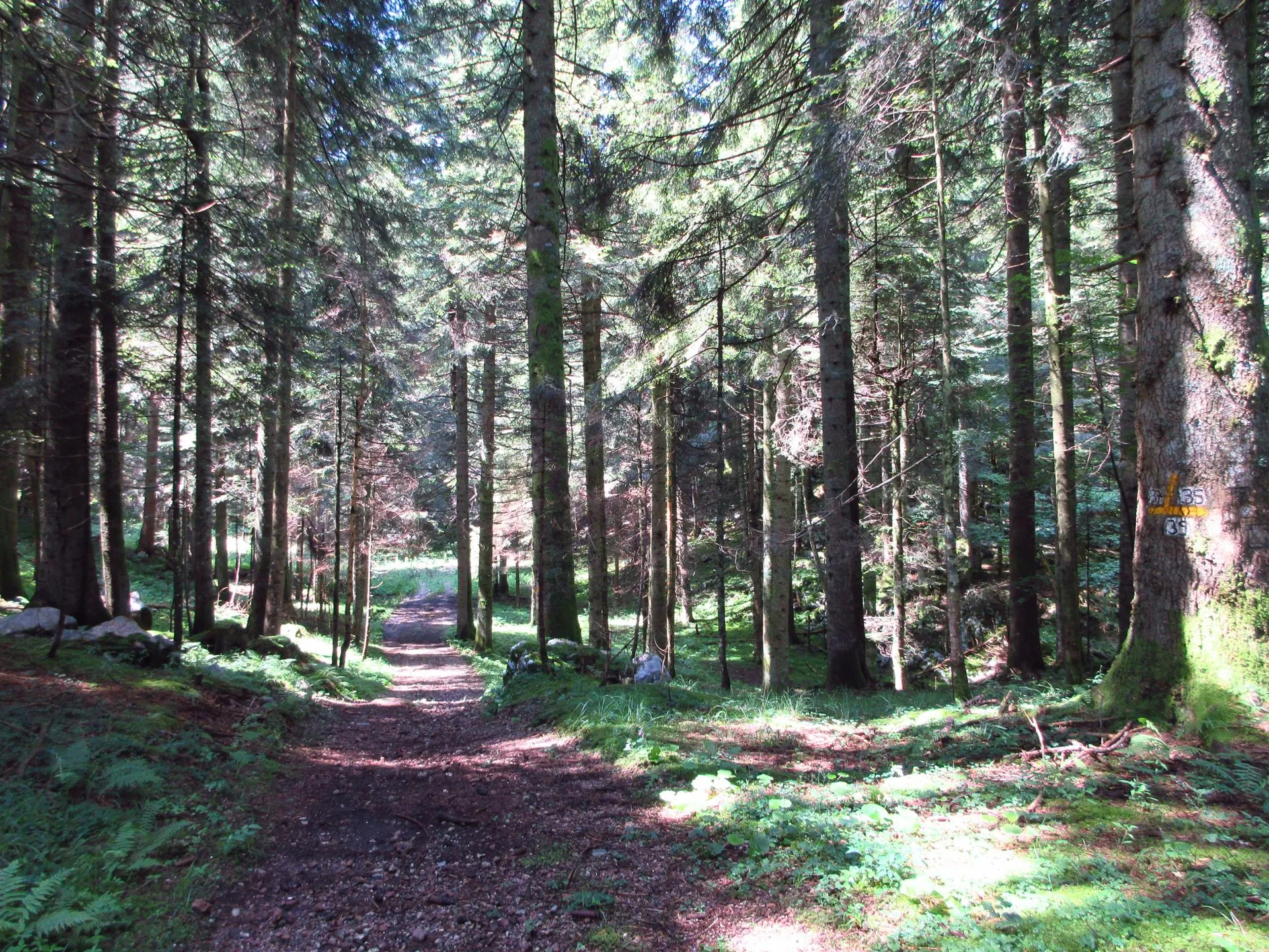 Tra i boschi di Cesuna e Asiago