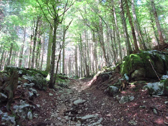 Dettaglio del sentiero