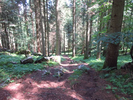 Dettaglio del sentiero in discesa