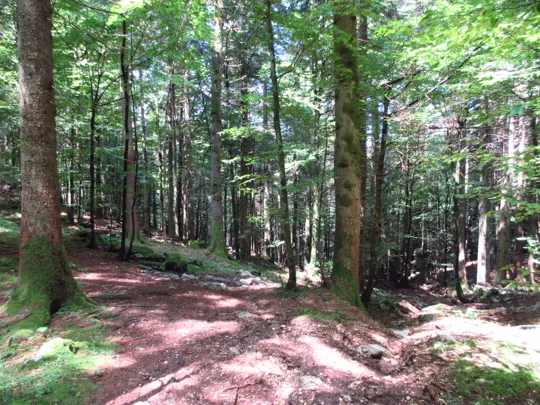 Dettaglio del sentiero in discesa