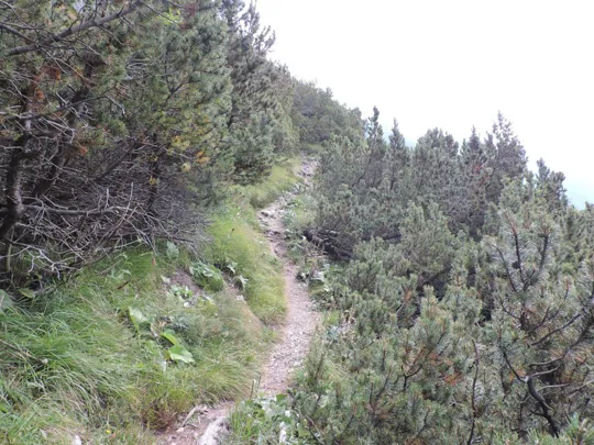 Cima Carega - dettagli del sentiero 108