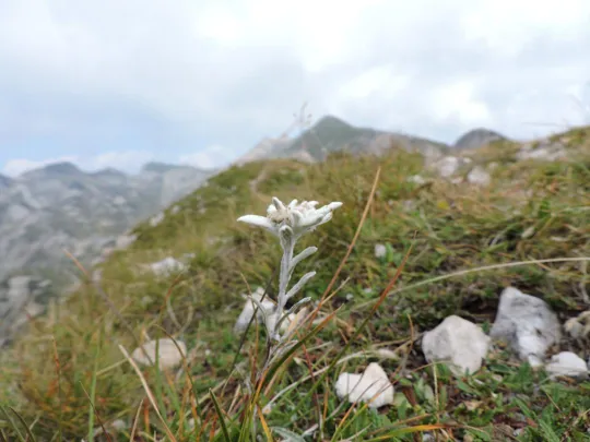 Cima Carega - stella alpina