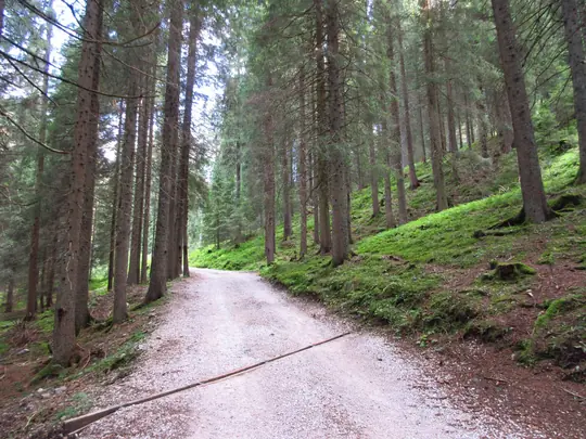 La strada bianca sale nel bosco