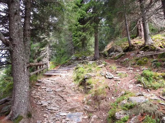 Il sentiero continua a salire nel bosco