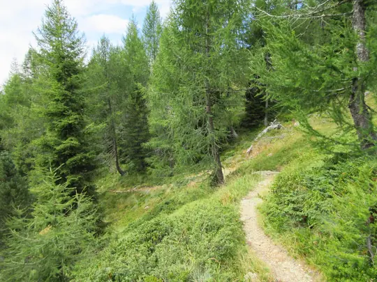Il sentiero di ritorno entra nel bosco